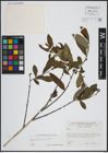 Foto von Salix atrocinerea Brot.